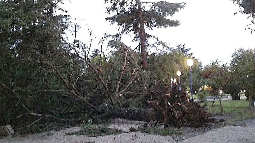 Voladura de techos y caída de árboles dejó la tormenta en su paso por ...