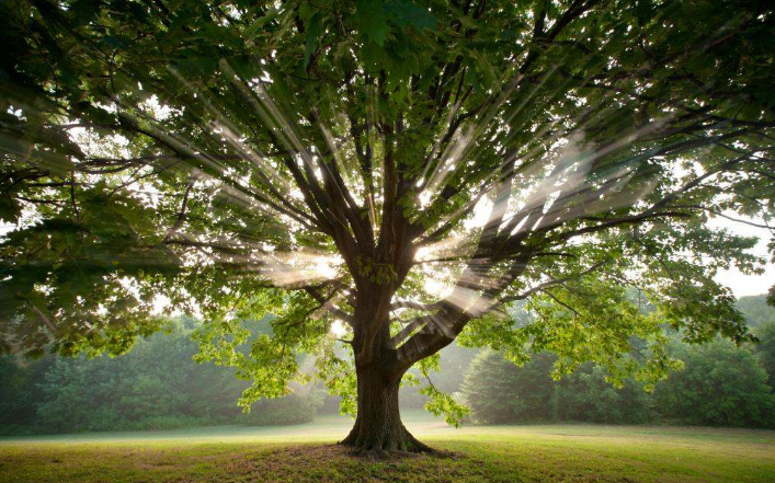 CONCIENCIA AMBIENTAL: “Nuestra reflexión en el Día del árbol” - Zonal  Noticias