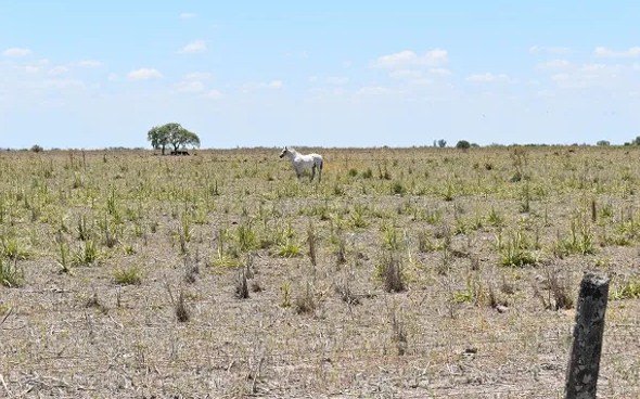 Prorrogan La Emergencia Agropecuaria Por Sequía En Departamentos De La Pampa Y Otras Provincias 5949