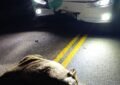 Transporte con pasajeros embistió a un jabalí cuando viajaba hacia La Maruja