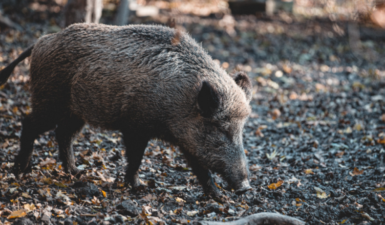Detectaron un jabalí con triquinosis: Desde Zoonosis advirtieron sobre la necesidad de realizar el análisis