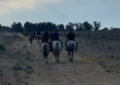 La policía recuperó caballos que habían faltado tras la tradicional Cabalgata de Falucho